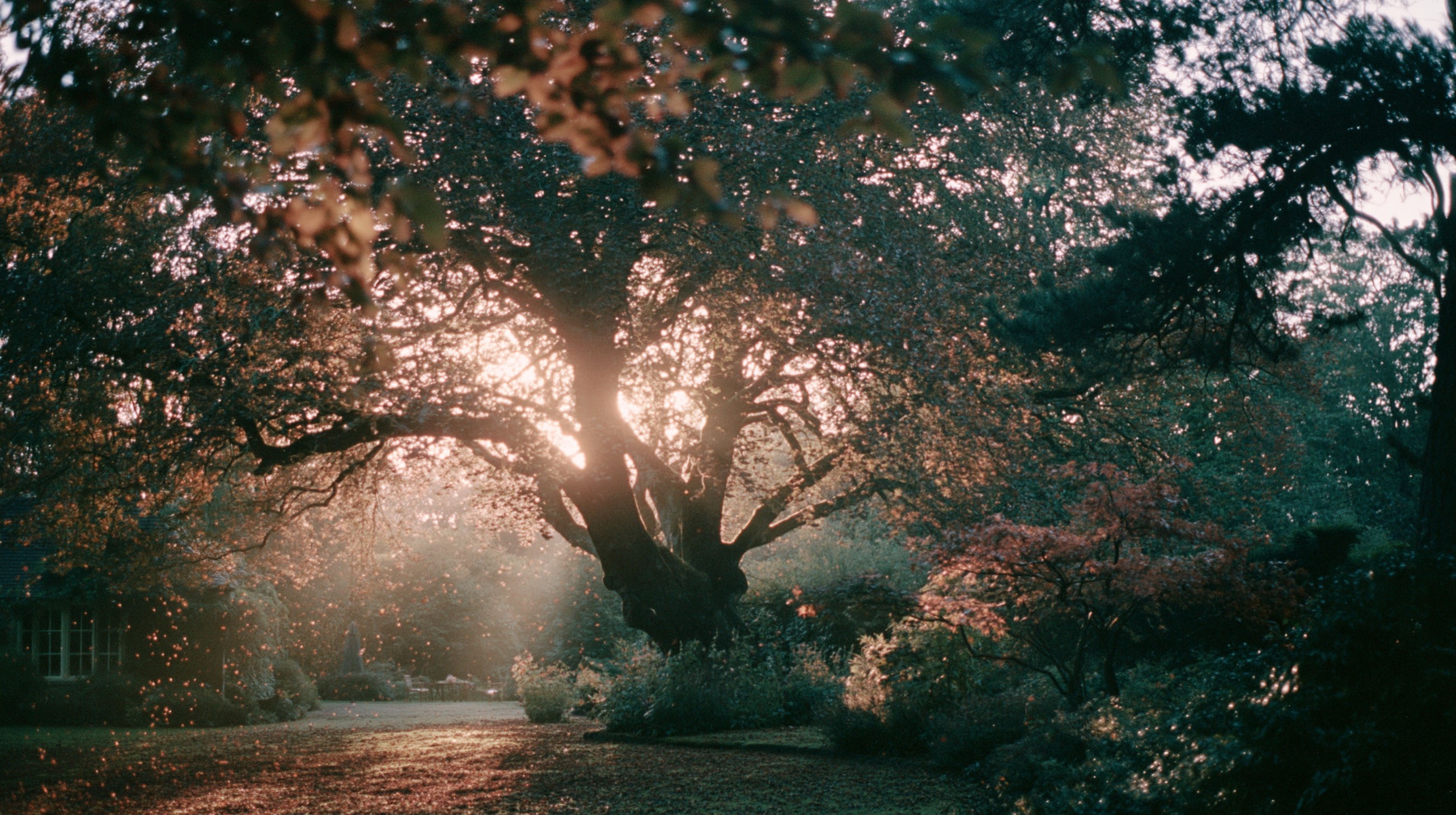 A great old tree at golden hour, light coming through its branches